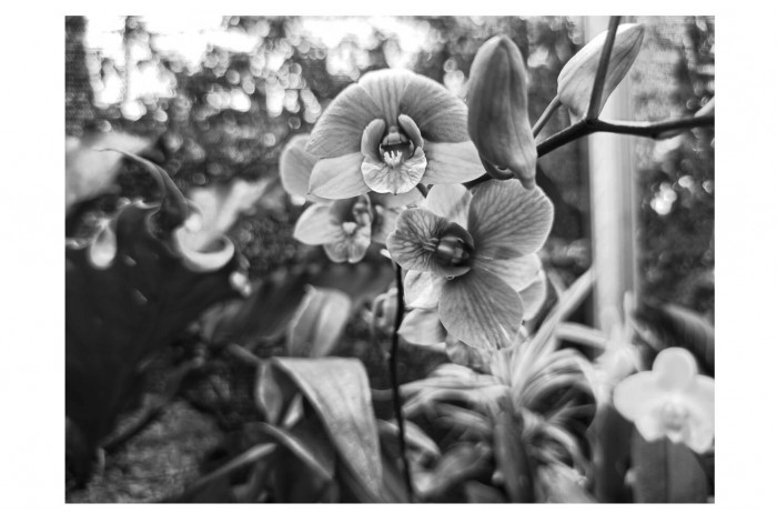Картина Чёрно-белая орхидея