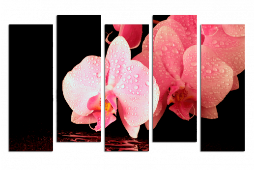 Модульная картина Нежно розовая орхидея
