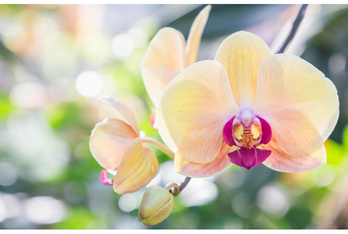 Модульная картина Персиковая орхидея