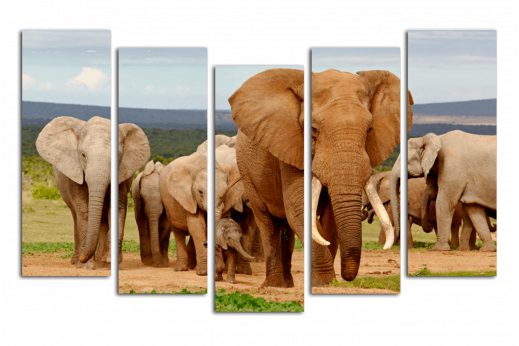 Модульная картина Слоны