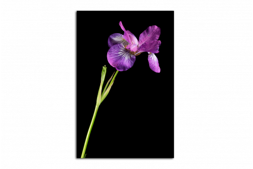 Картина Фиолетовый ирис