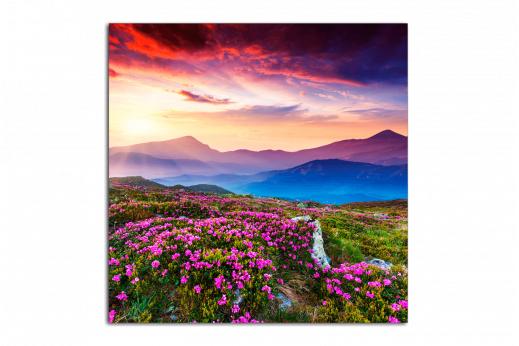 Картина Полевые цветы в горах